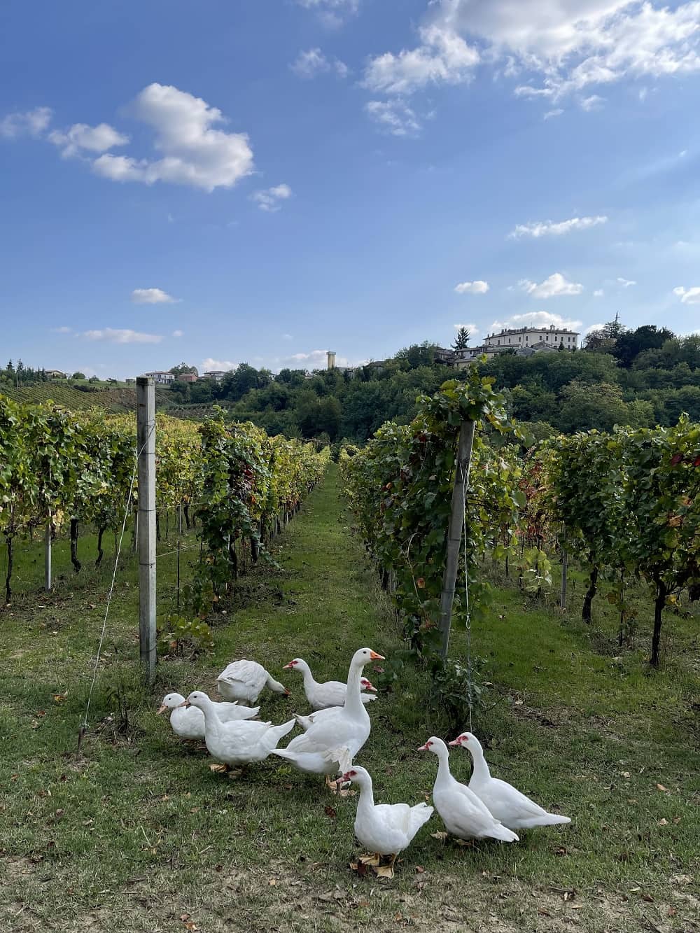 Biodiversità del Nord Italia